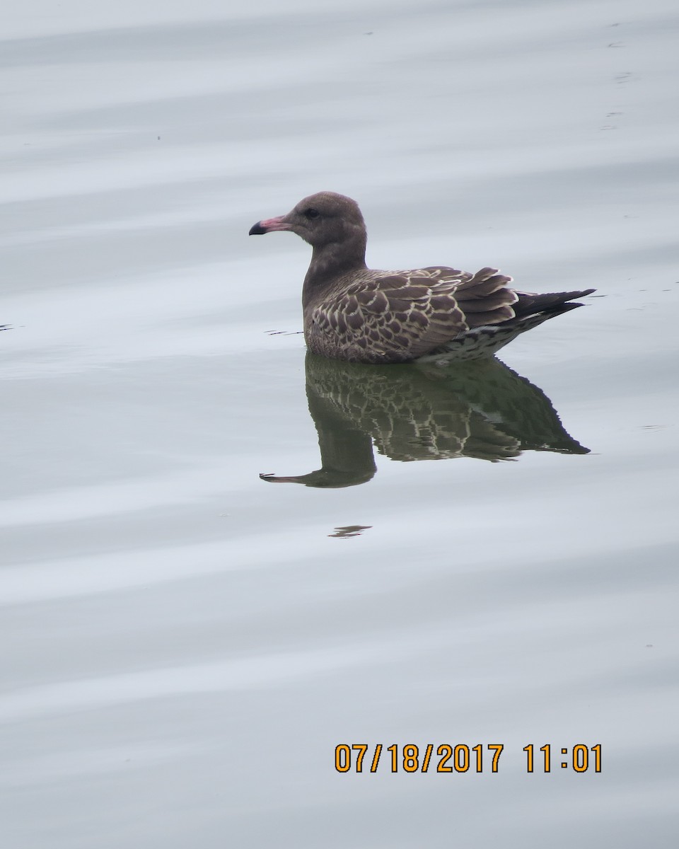 Black-tailed Gull - ML65539201