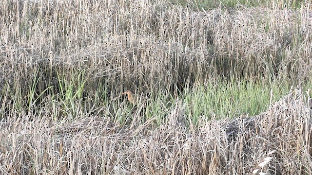 Ridgway's Rail - ML655392190
