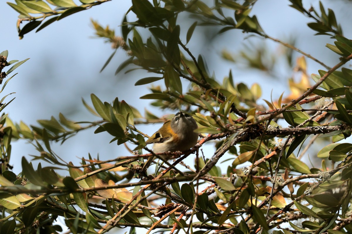 Madeira Firecrest - ML655392204