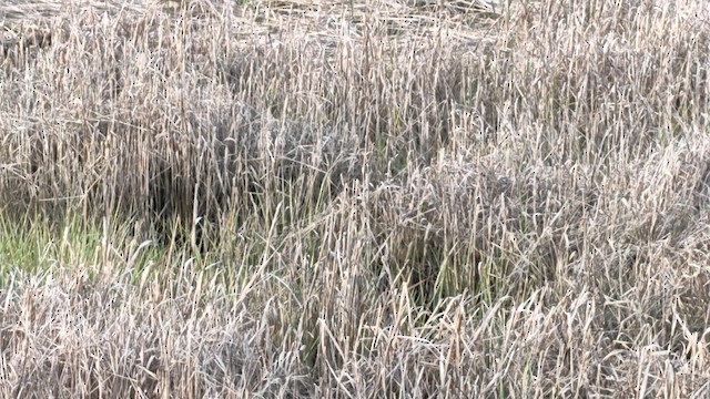 Ridgway's Rail - ML655392212