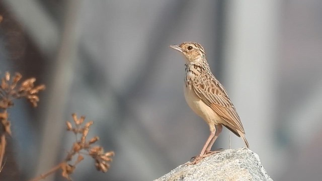 Jerdon's Bushlark - ML655392314