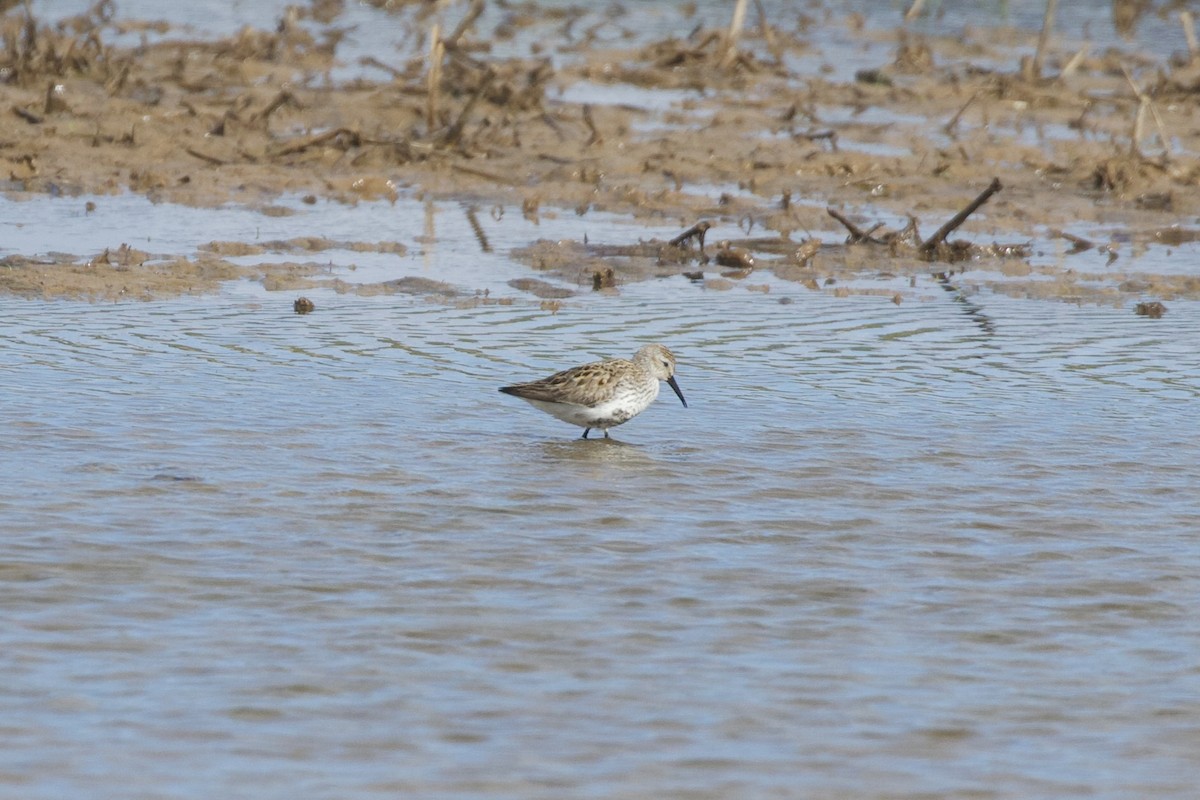 Dunlin - ML655392595