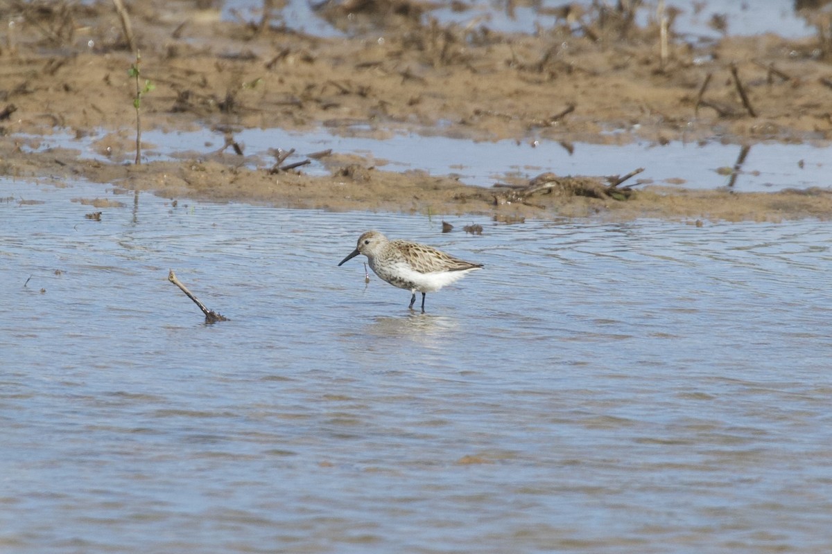 Dunlin - ML655392596