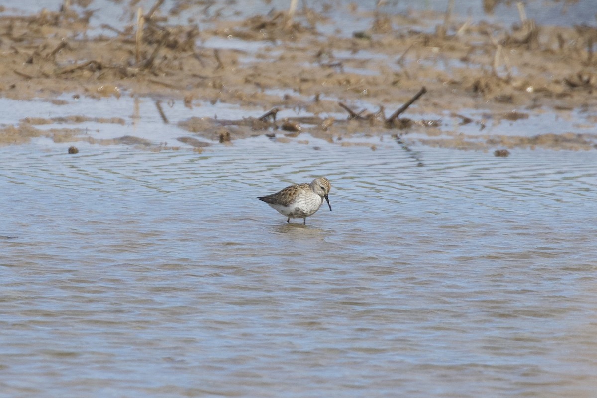 Dunlin - ML655392597
