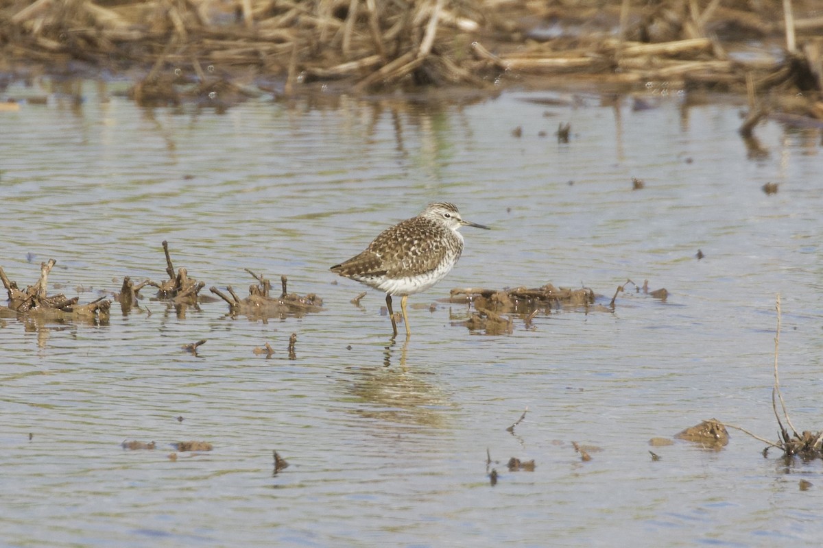 Wood Sandpiper - ML655392599