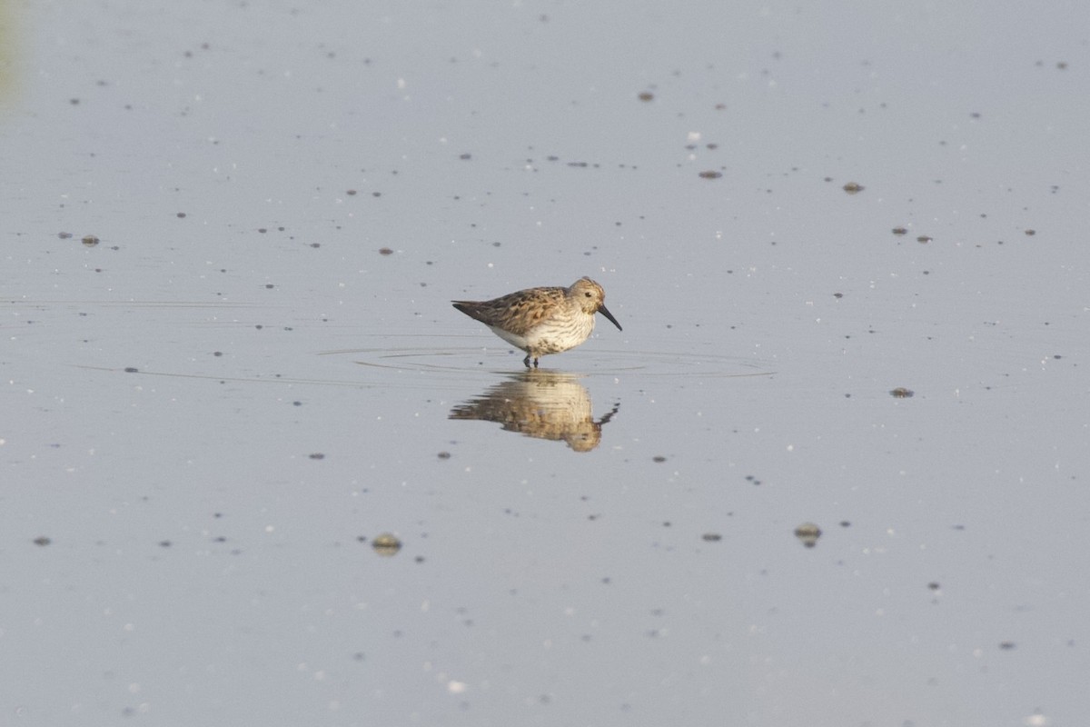 Dunlin - ML655392627