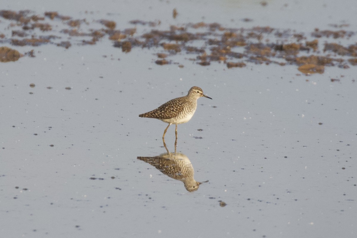 Wood Sandpiper - ML655392633