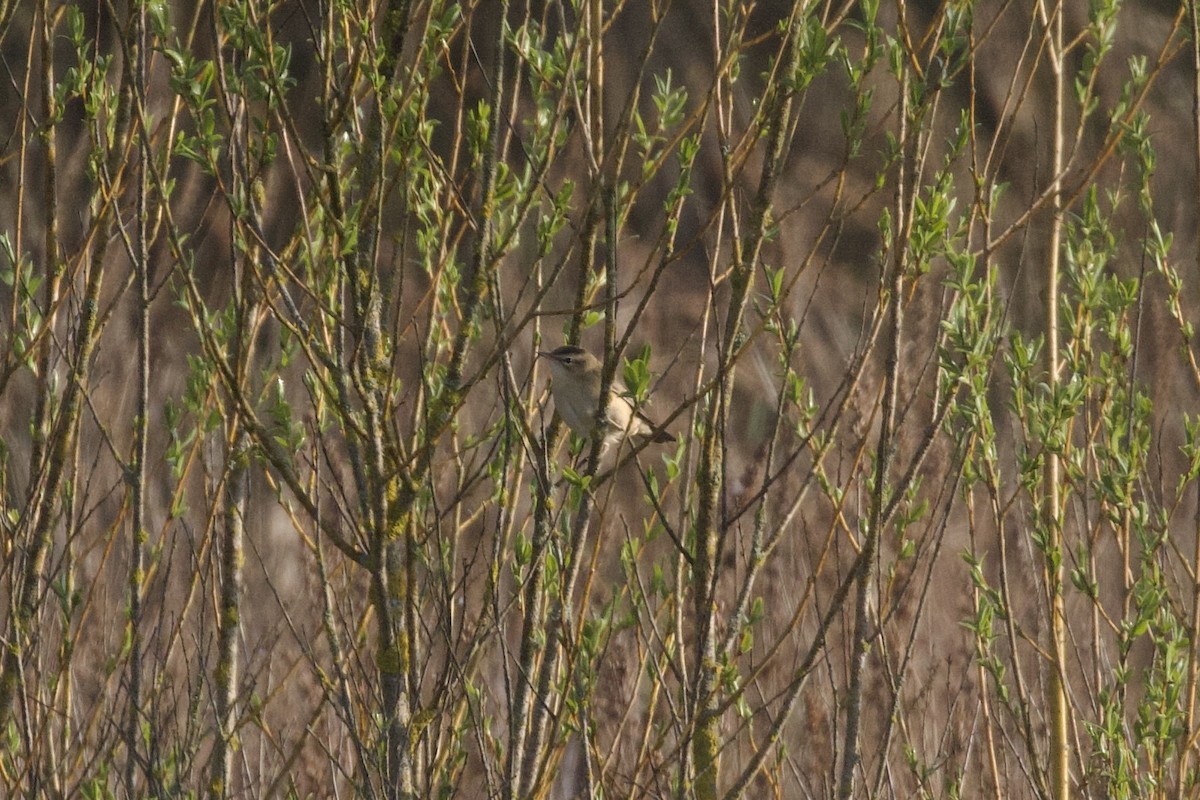Sedge Warbler - ML655392653