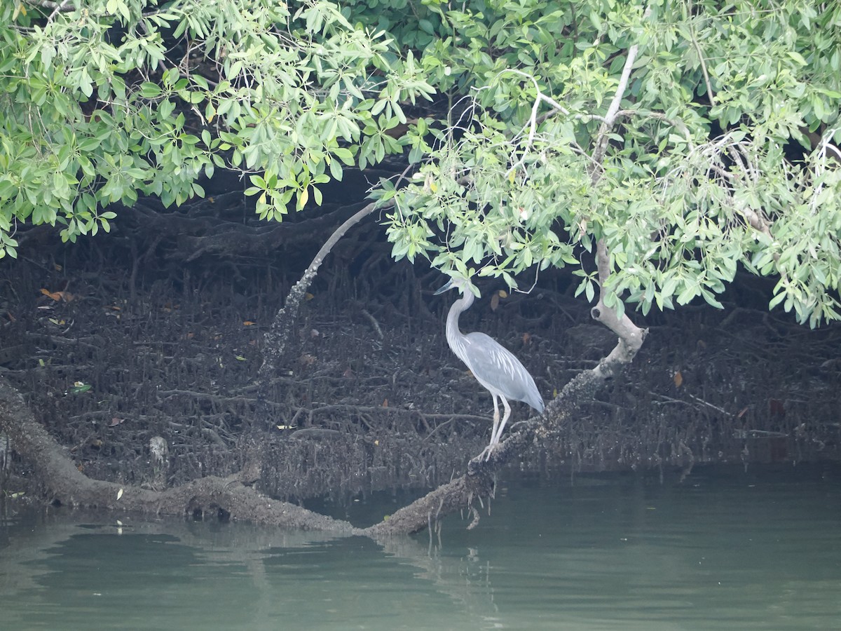 Great-billed Heron - ML655393959