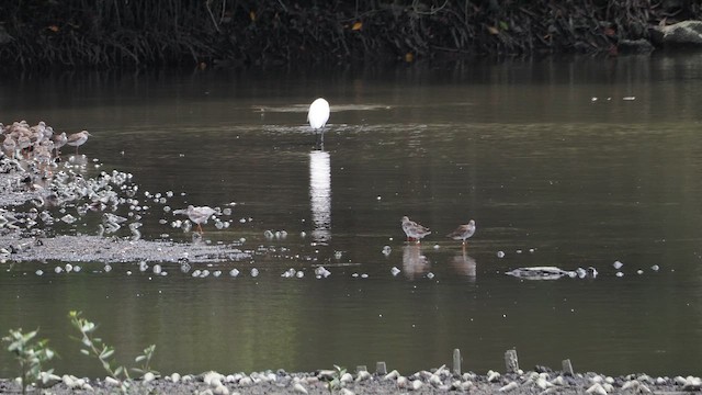 Common Redshank - ML655394079