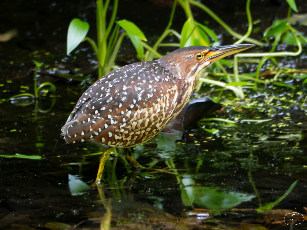 Schrenck's Bittern - ML655394083