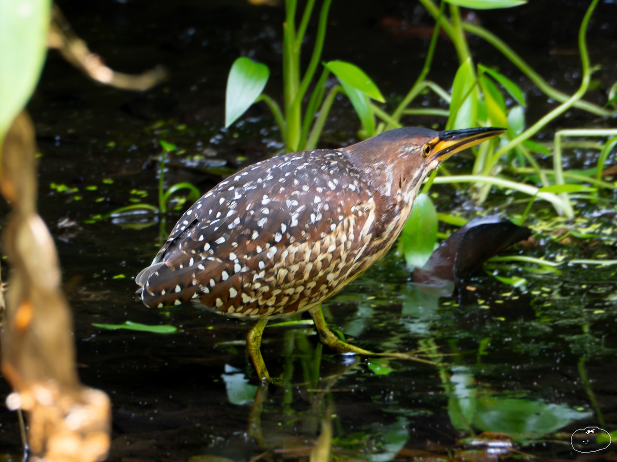 Schrenck's Bittern - ML655394084