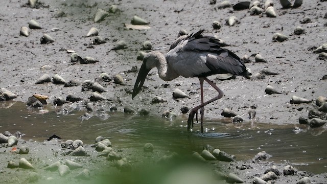 Asian Openbill - ML655394085
