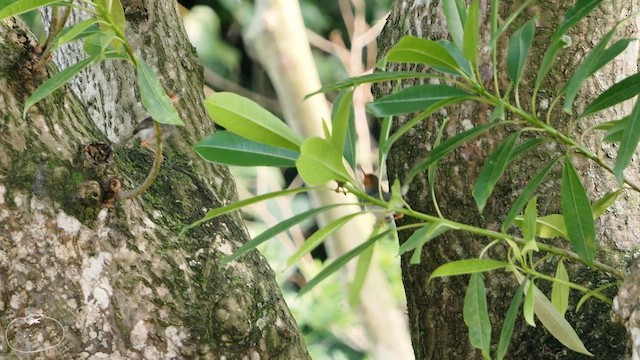 Ashy Tailorbird - ML655394091