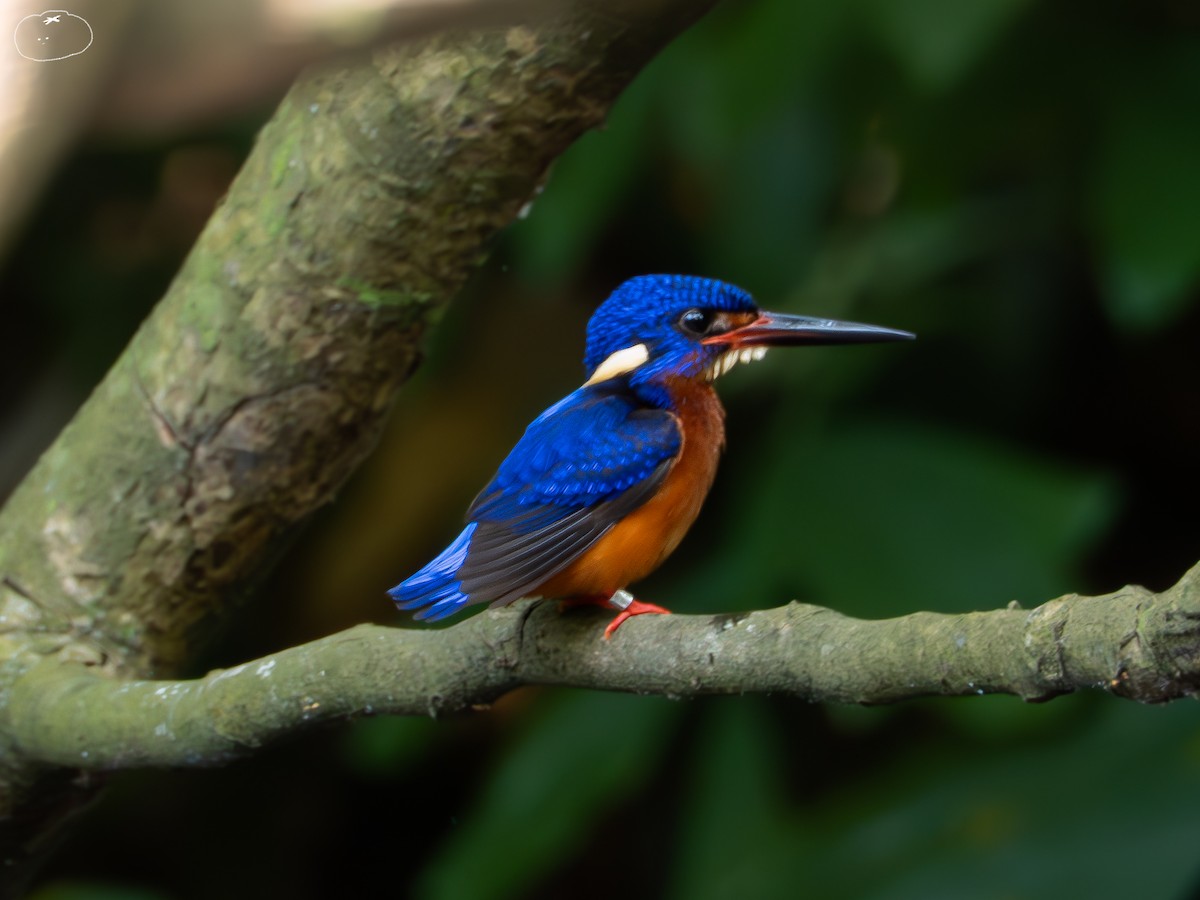 Blue-eared Kingfisher - ML655394102