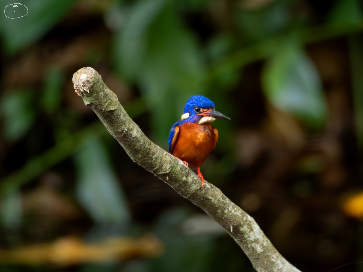 Blue-eared Kingfisher - ML655394103