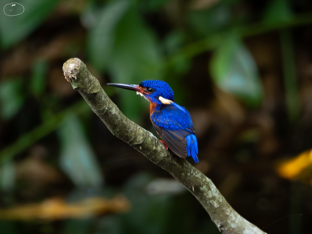 Blue-eared Kingfisher - ML655394104