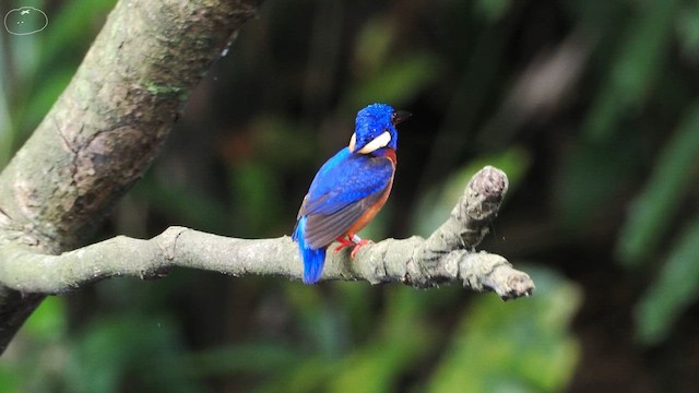Blue-eared Kingfisher - ML655394106