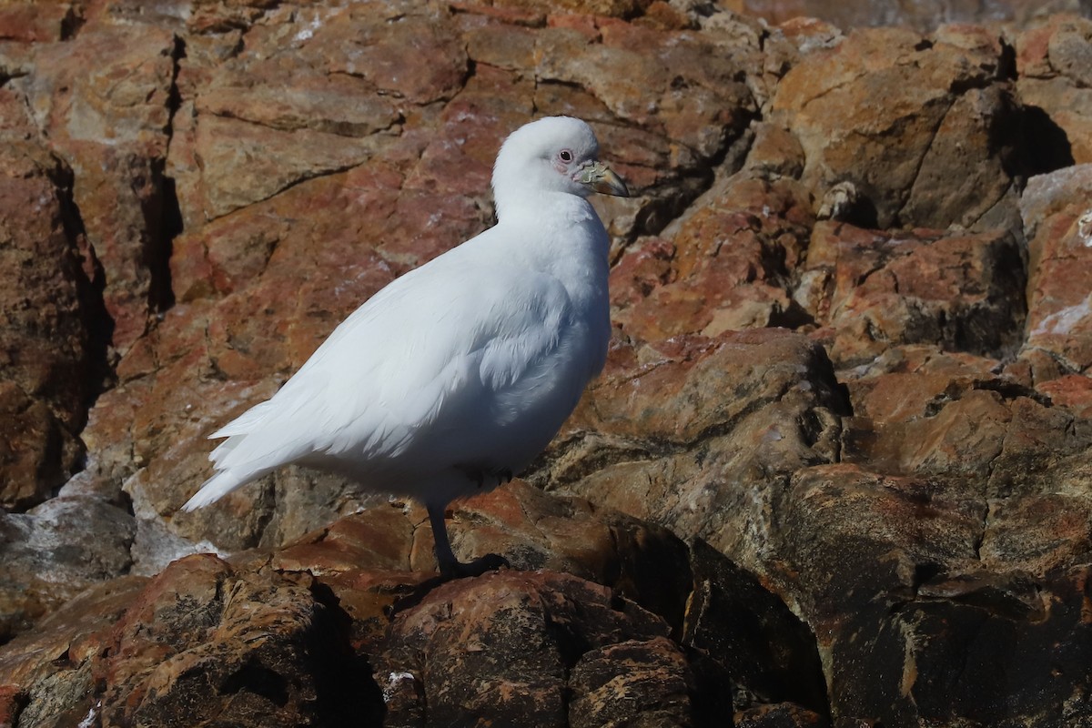 Snowy Sheathbill - ML655395712