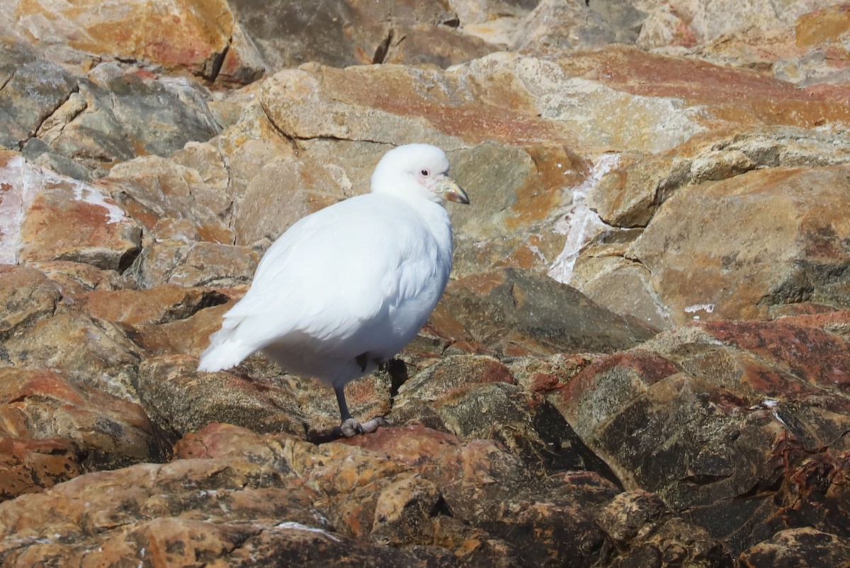 Snowy Sheathbill - ML655395713