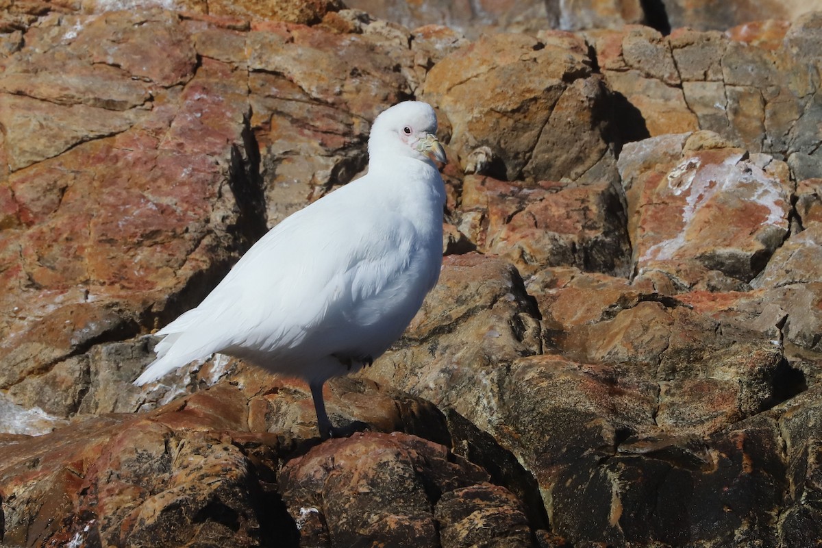 Snowy Sheathbill - ML655395714