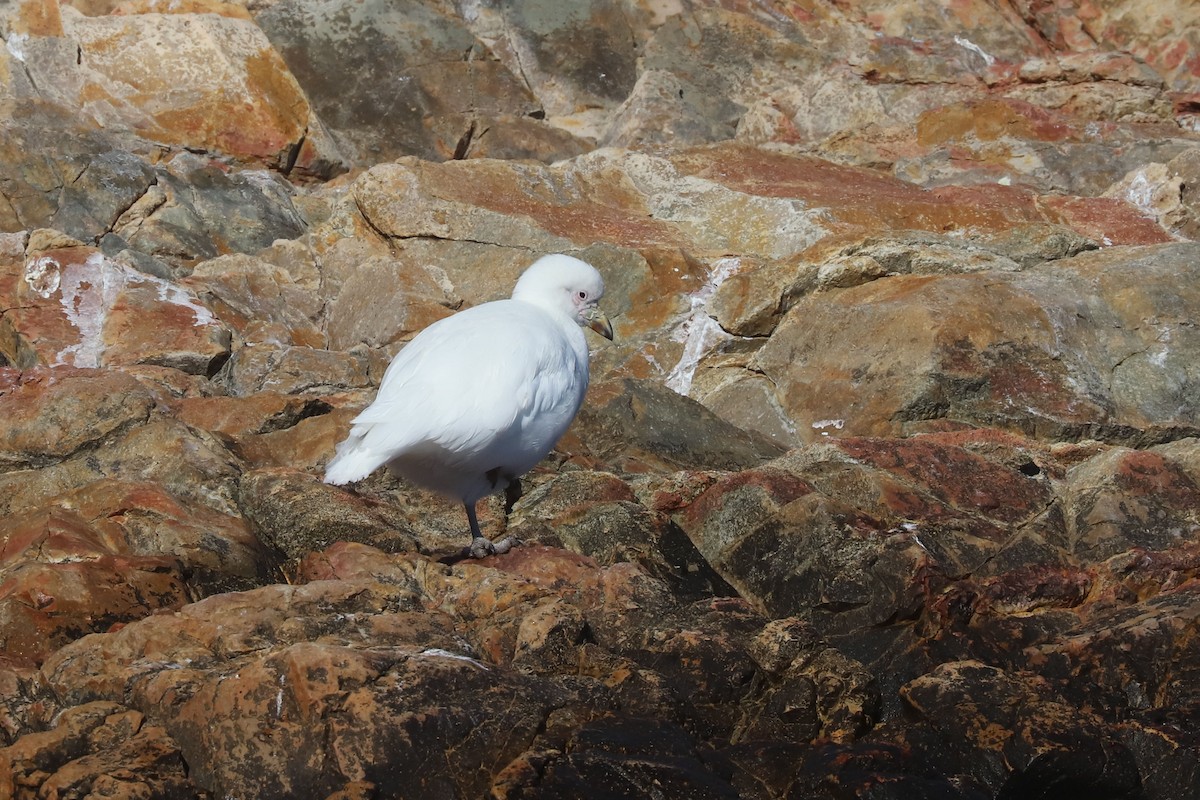 Snowy Sheathbill - ML655395715