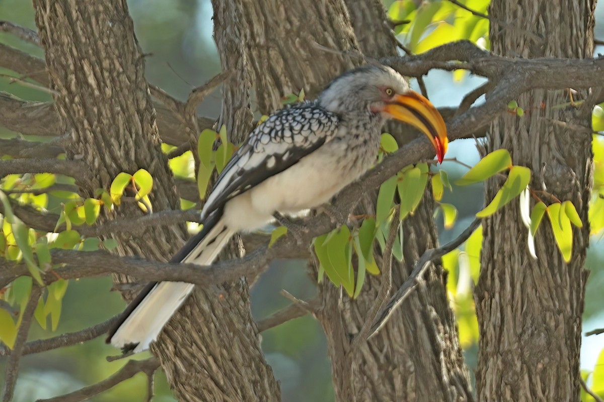 Southern Yellow-billed Hornbill - ML655396149