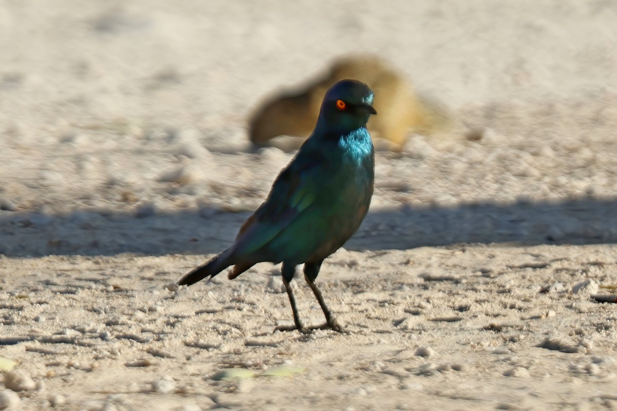 Cape Starling - ML655396402