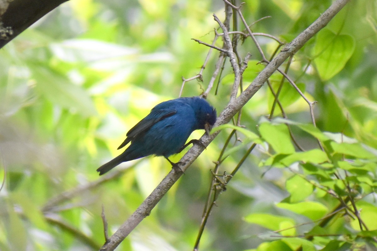 Indigo Bunting - ML655396430