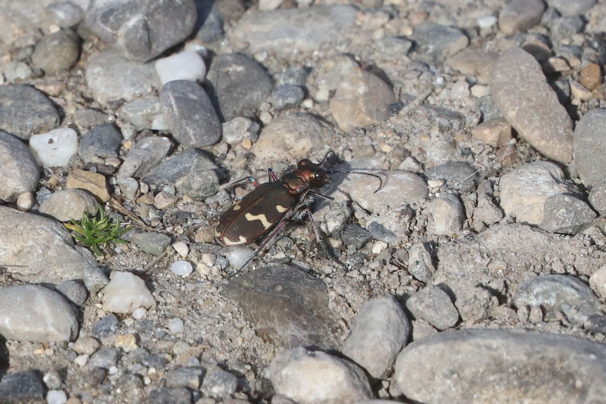 Northern Dune Tiger Beetle - ML655396445