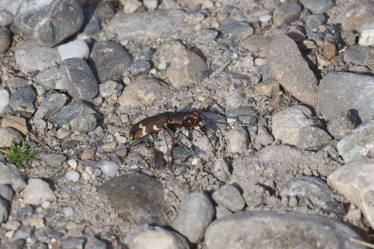 Northern Dune Tiger Beetle - ML655396446