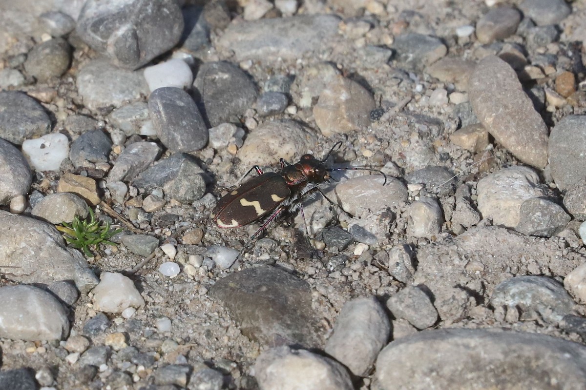 Northern Dune Tiger Beetle - ML655396448