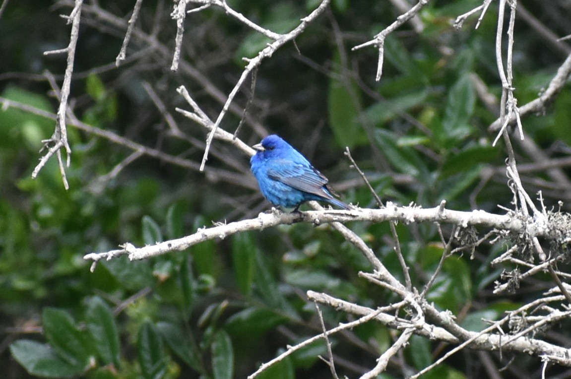 Indigo Bunting - ML655396582