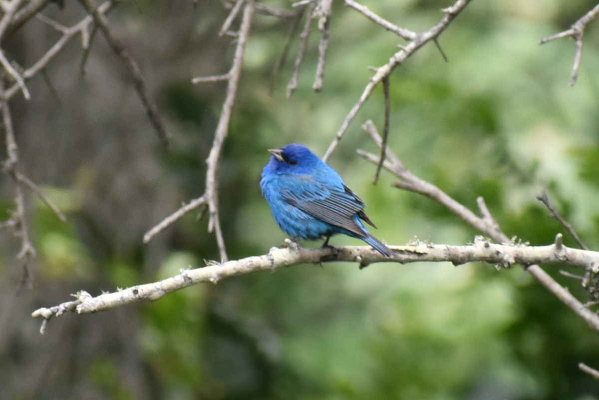 Indigo Bunting - ML655396603
