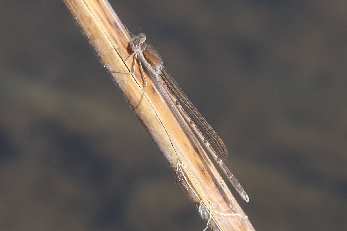 Common Winter Damselfly - ML655396653