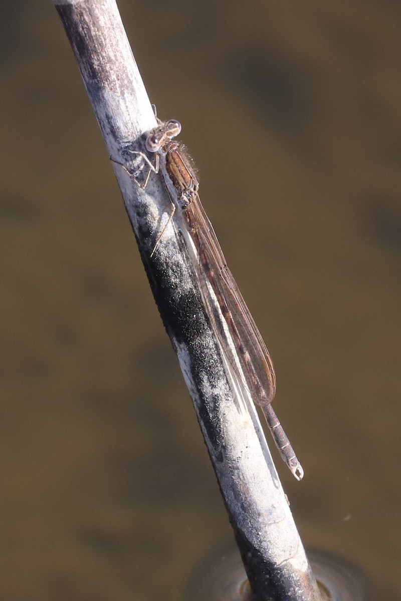 Common Winter Damselfly - ML655396685