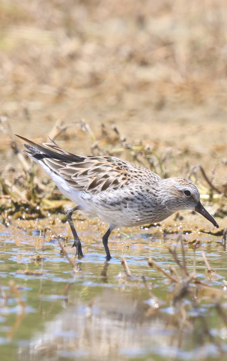 Weißbürzel-Strandläufer - ML655397317