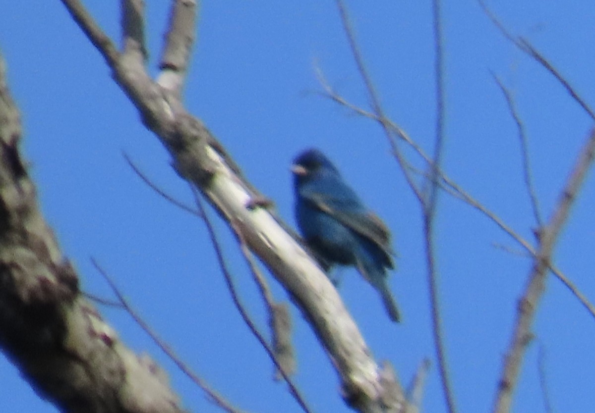 Indigo Bunting - ML655397343