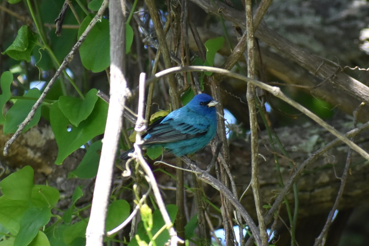 Indigo Bunting - ML655397355