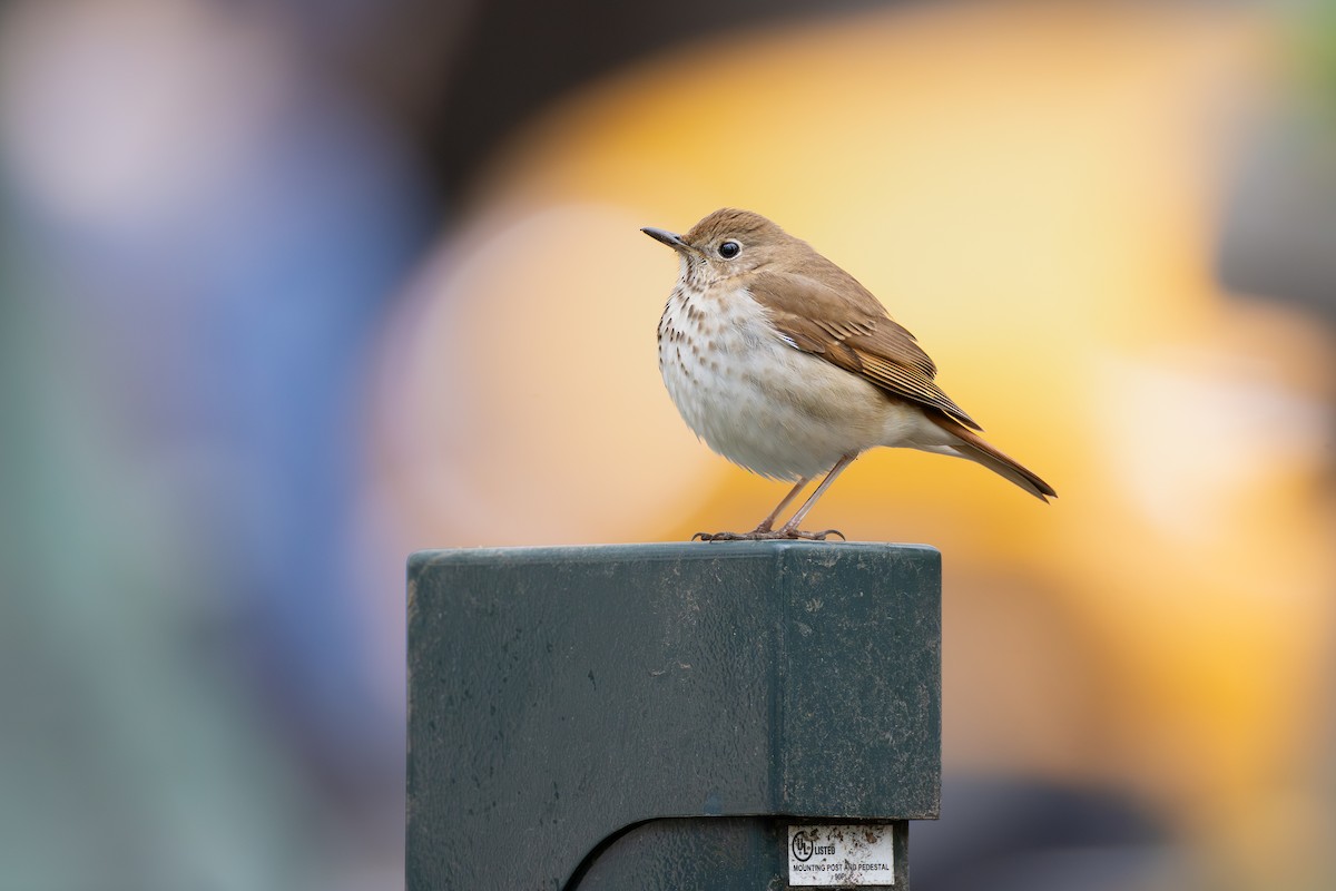Hermit Thrush - ML655398013