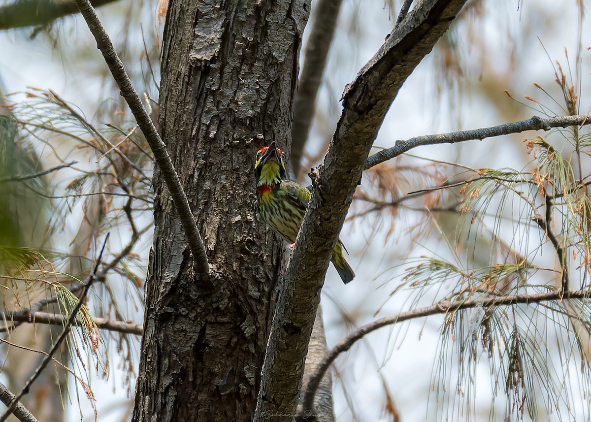 Al Göğüslü Barbet - ML655398273
