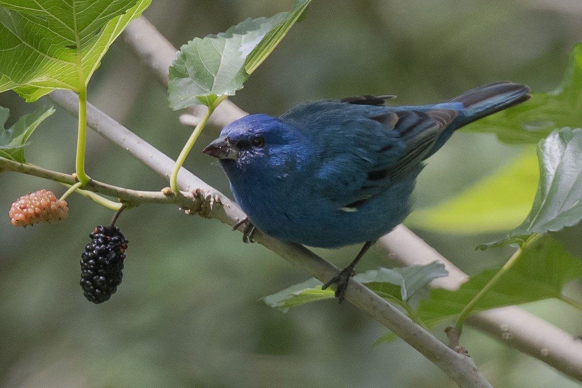 Indigo Bunting - ML655398560