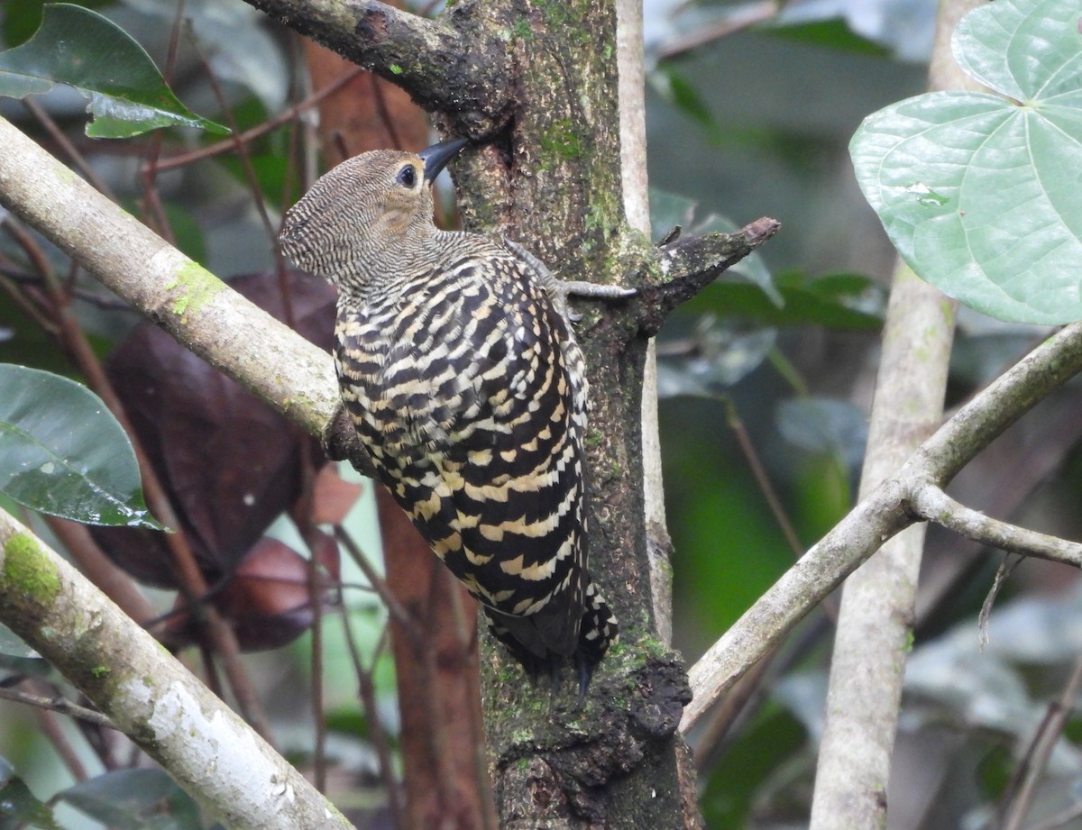 Buff-rumped Woodpecker - ML655398869