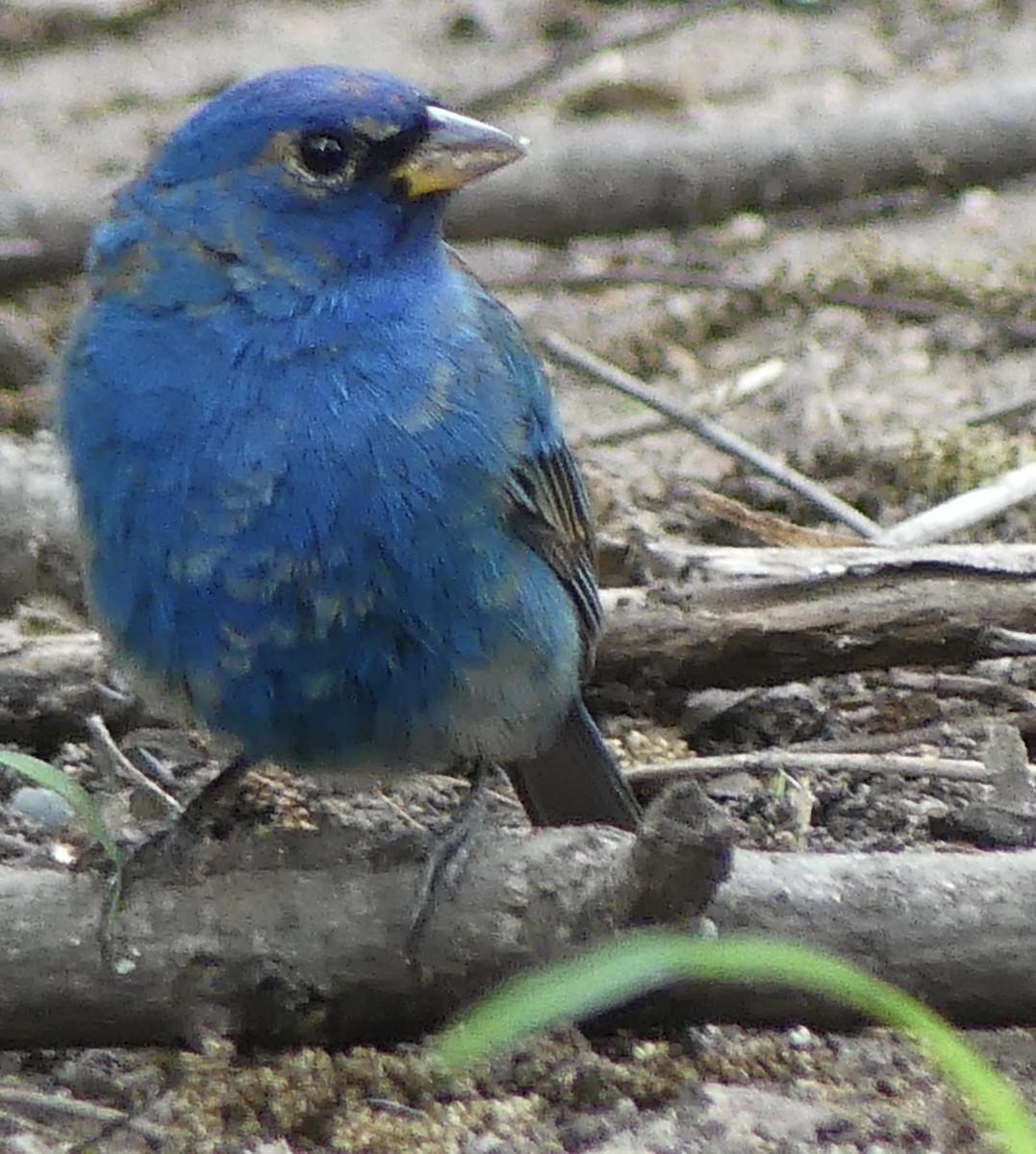 Indigo Bunting - ML655398907