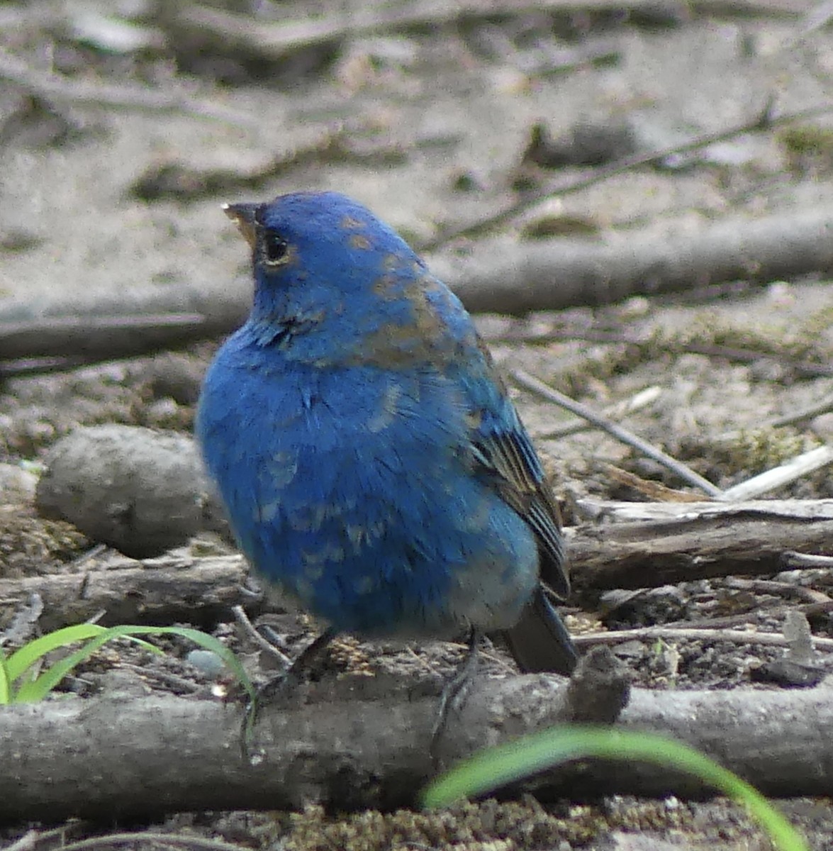Indigo Bunting - ML655398908