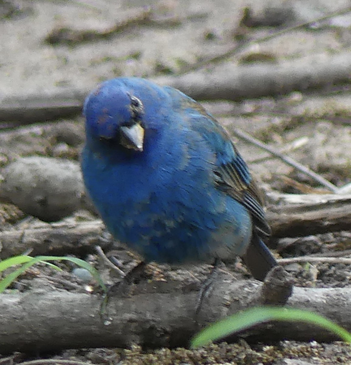 Indigo Bunting - ML655398909