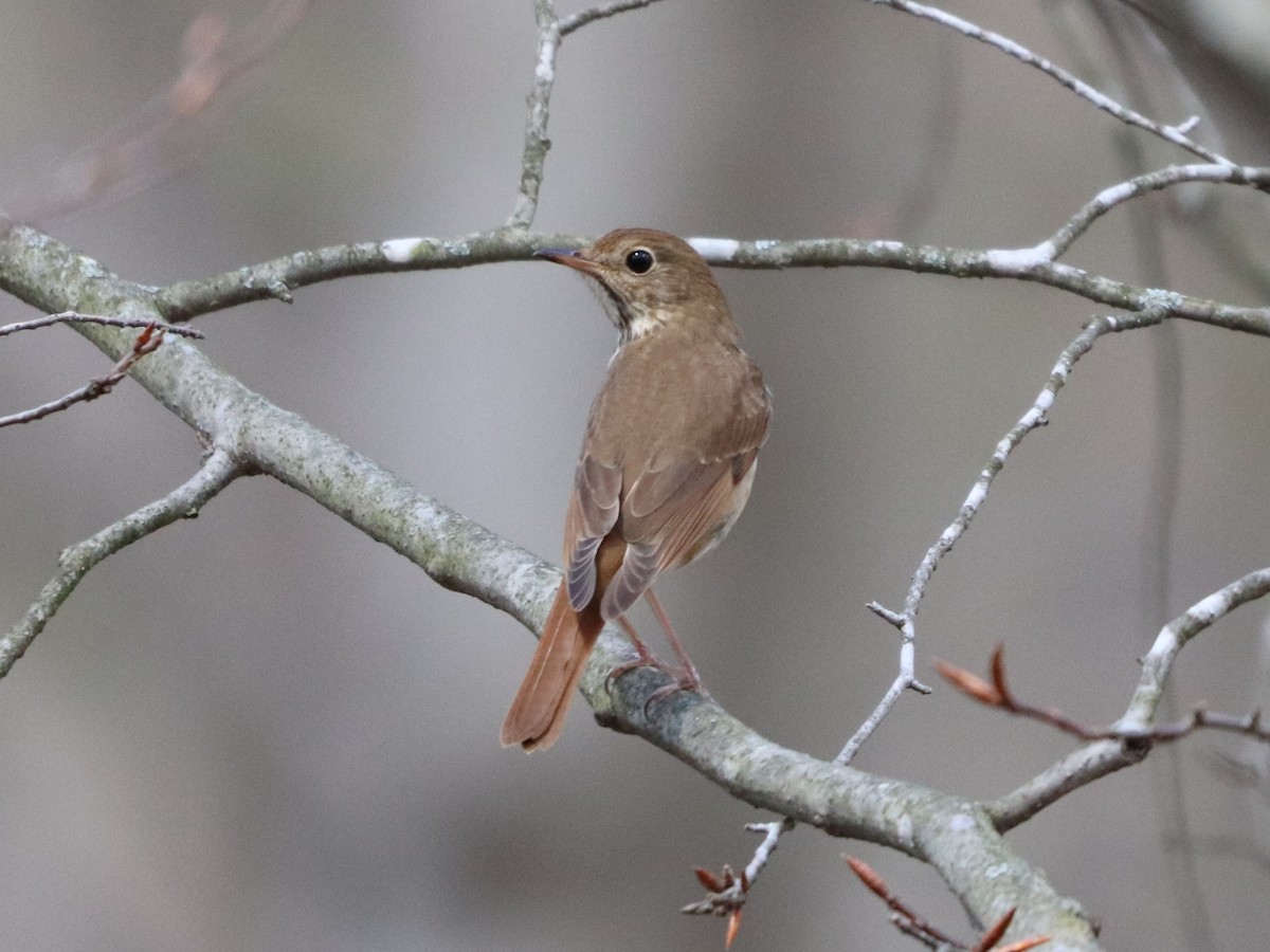 Hermit Thrush - ML655399495