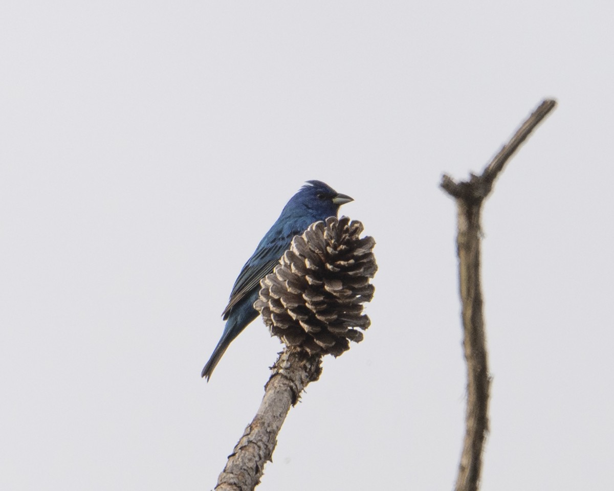 Indigo Bunting - ML655399664