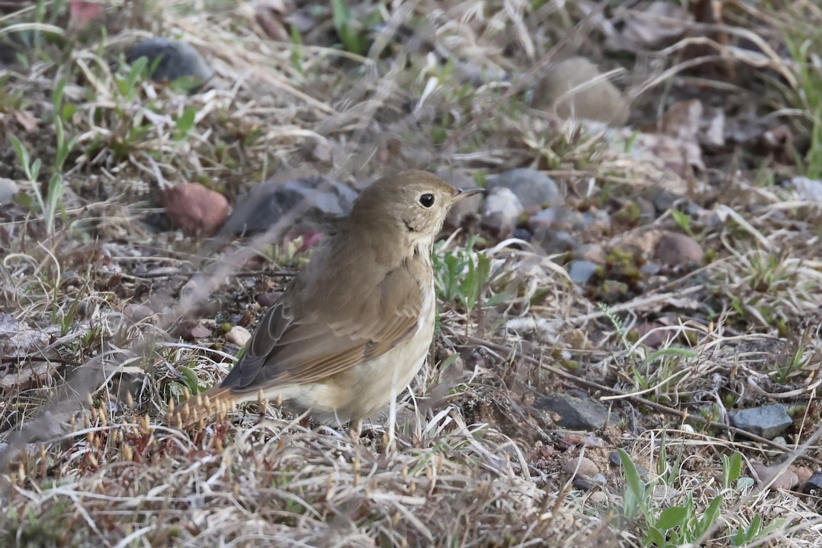 Hermit Thrush - ML655399828