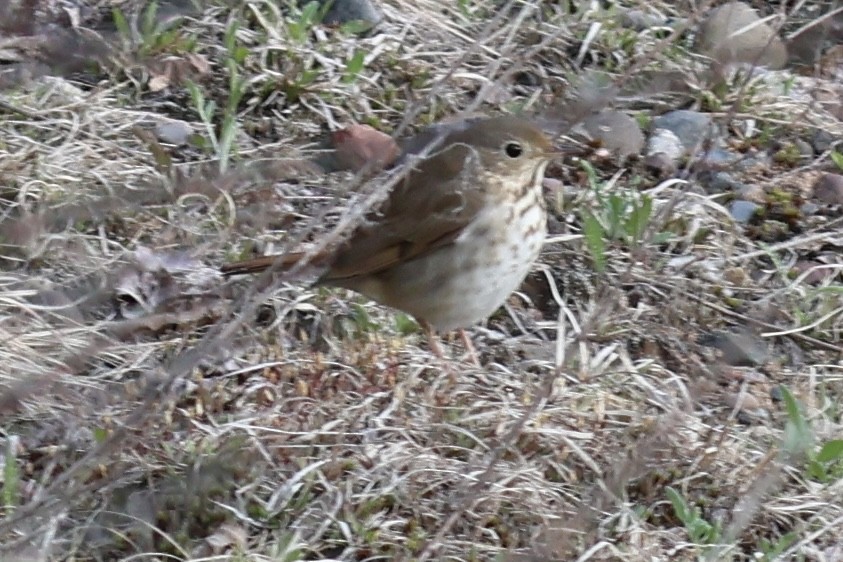 Hermit Thrush - ML655399829